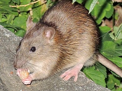 390px Arboretum Zurich Rattus norvegicus fraglich 2014 09 27 19 35 12 P7800